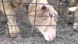 Sheep Eating Hay At Denver Zoo by aliasanimo