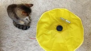 Cat's Meow Cat Toy With Oliver The Cat Playing With It