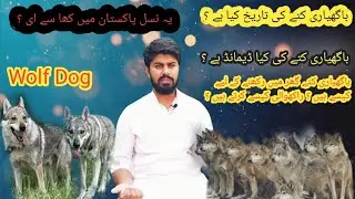 Wolf Dog Ki History / Baghyari Dog / Baghyari Dog Ki Breeding k baray tips /  Dog Business Ideas