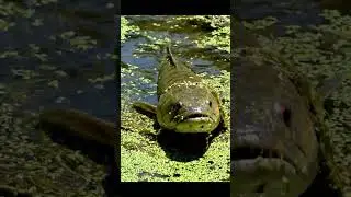 🤯 HUGE Fish ATTACK Bait! You Won't Believe What Happened! 🎣🐟