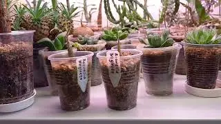 Босвеллия Неглекта (Boswellia Neglecta) из семян