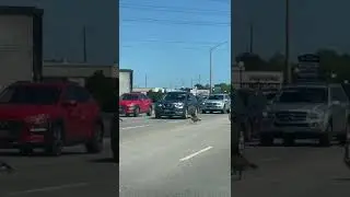 Meanwhile in Canada&hellip; A flock of geese crossing the street stops traffic in Burlington, Ontario