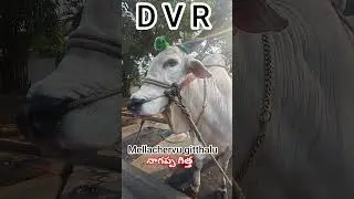 #dvr memorial #నాగప్పగీత్త # #trendingshorts #