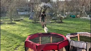 Ragdoll Bella So Excited To Get A New Playpen | Pets Dog Puppy Cat Indoor Outdoor Exercise Kennel