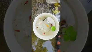 Cleaning Your MOLLY Fish Pond Properly Today #fishshorts #exoticaquariumfish #mollyfish #shortsfeed