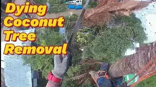 Dying Coconut Tree must be remove before its too late.