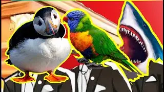 Puffin Bird VS Parrot BIrd Vs White Shark - Coffin Dance X Baby Shark COVER