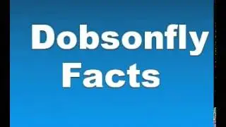 Факты о добсонах &mdash; Факты о добсонах