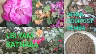 LEI YAM SATNABA #gardening //VERMI COMPOST SEMBA #rose care🌹@Ningshing Mami🤗