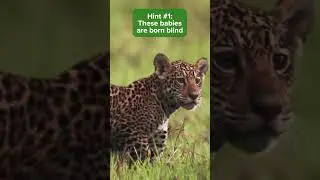 Can you guess the big cat cub species  🦁
