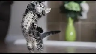 While Simba is sick, Chip plays. / Funny kittens