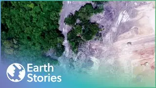 How A Gold Rush Almost Destroyed The Amazon