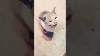 Cat Video 😺😍 ! cat meowing ! cat voice ! #cat #cats #catsound #shorts #love  #short #youtubeshorts