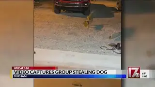 Family offers reward for return of dog stolen in theft caught on video in Durham
