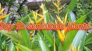 Top 10 semishade plants 🪴✨🪴✨
