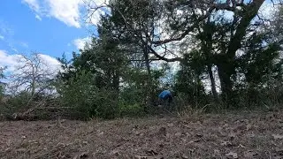 BRUSH CLEARING  BIG CEDAR DOWN!