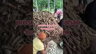 processed gaplek cangkang #gaplek #pakanterbaik #pertanian #singkong