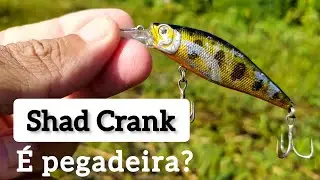 Shad Crank | Boa Opção de Meia-água