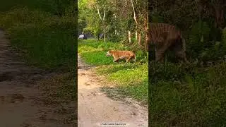 Golden boy #tiger #india #kaziranga #wildlife #trending #viralvideo #rare #nature #animals #wild