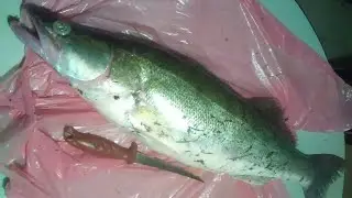 SÜLLŐhöz - télen - lassulj le !!!... kis csalival... xul horgászat Kirillel 01.13 redkrill.hu
