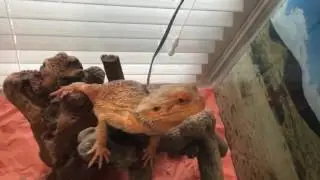 UPDATE!! Post amputation surgery (THREE years later) for bearded dragon with tail rot
