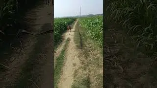 short video rajveer Kumar vlogs