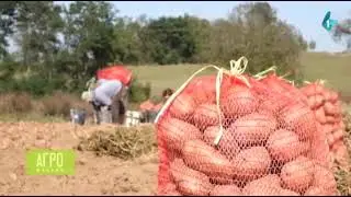 RTV - Agromozaik - Brkovići iz Teočina ne odustaju od krompira
