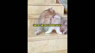 Маленький котенок, целая драма 😂🐱🎭