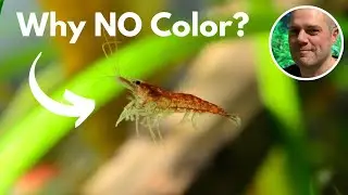 Why Are My Red Cherry Shrimp Losing Their Color? IS THERE SOMETHING WRONG WITH MY RED CHERRY SHRIMP