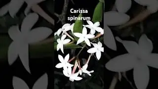 Carissa spinarum #rpmtheexplorer #explorer #nature #rpm #flower#flowers #naturelovers #naturalbeauty