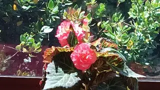 #photography#videos#flowers#begonia @kapcoastsunsetcliviaseascapes 
