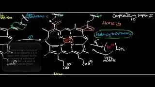 Biochemistry | Cytochrome c + Holocytochrome c Synthase - Biochemistry & Mechanism
