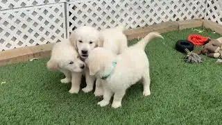 Puppy cuteness 