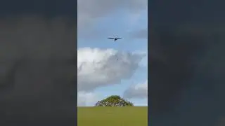 &ldquo;Red Kite&rdquo; catches Rat and drops it. Lucky rat! #redkite #nature #birds