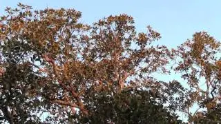 Magnificent Port Jackson Fig in Tempe