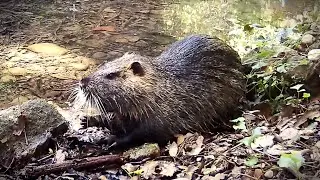 Coip&uacute; (Myocastor coypus) amb 3 cries &ndash; Riera de Siurana, Tony&agrave; (Garrig&agrave;s). Setembre 2025.