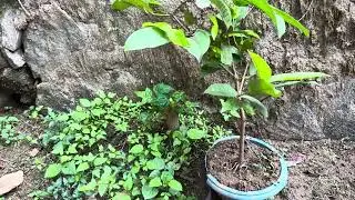 Plant growing air layered chamba 💕🪻🫛🌴🌴🌱🌳❤️🌲🌲🌱🌳🫛