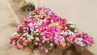 Unbelievable growth of Ice plants/ Mesembryanthemum from seeds