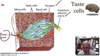 Chemical Senses Gustation part 2