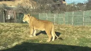 Fukushima safari park