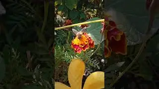 Autumn,Bee #shorts #nature #bee #autumn