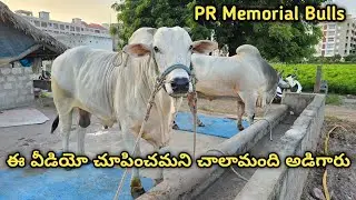 PR memorial Bulls shed || పులగం త్రిశజ్ఞా రెడ్డి గారు జశ్విత రెడ్డి గారు కుంచనపల్లి గ్రామం తాడేపల్లి