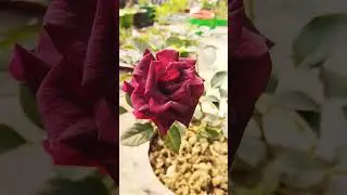 natural beauty 🌿🌿🌿🌹🌹 #youtubeshorts #shrots #youtubeshorts #viralreels #beautifulflowers #natural