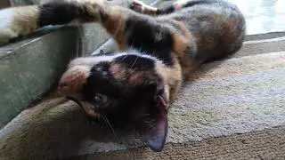 cat 😊😊😊😊