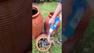 regador para plantas f&aacute;cil e pr&aacute;tico reciclando garrafa de amaciante! #short