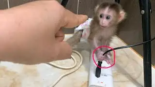 Don't Touch It Mummy Angry Baby Monkey