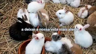 Farm&aacute;cia pet