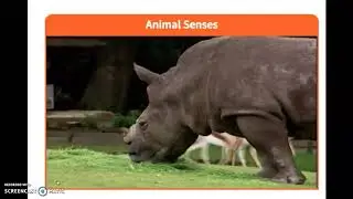 Animal Senses