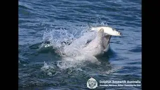 Understanding Dolphin Behaviour - Feeding