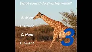 What sound do giraffes make? #shortsvideos #facts #youtubeshorts #ytshorts #yt #giraffe #animals 